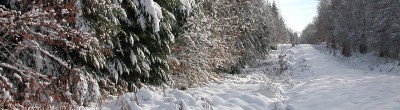 hiver en forêt de Chaux
